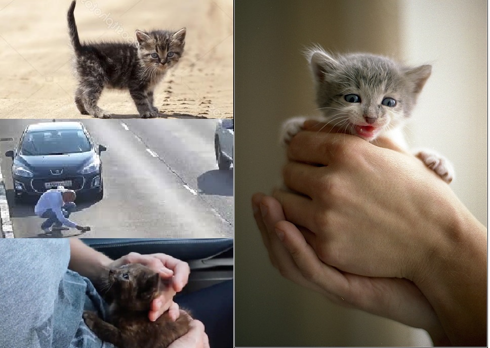 Котенок у дороги