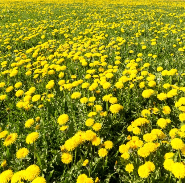 Жёлтые цыплятки