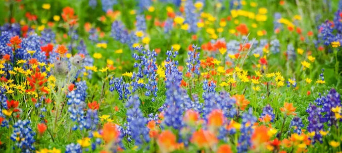 Не рви цветы