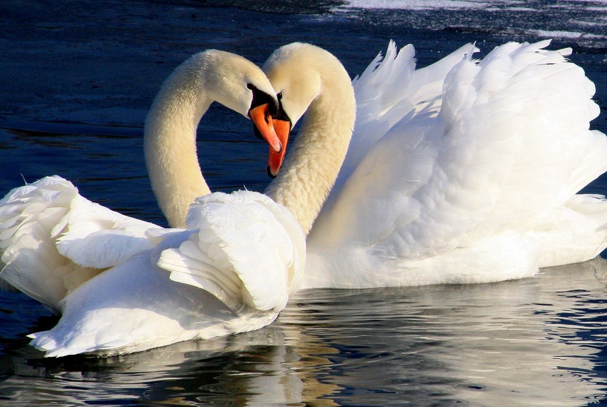 Счастье и верность. Лебеди неразлучники. Красивые лебеди. Любовь и лебеди. Верность лебедей.