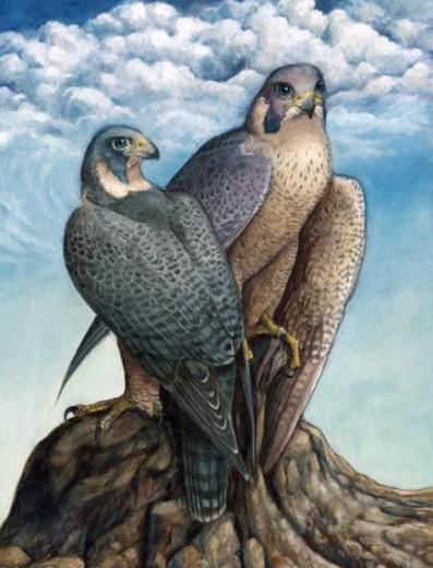 Жизнь поила настойками горькими...