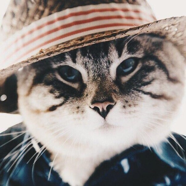 Новый кумир...