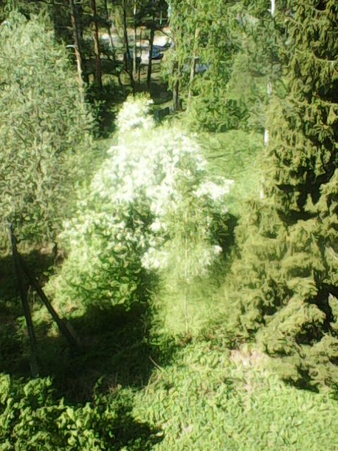 Заневестилась черемуха