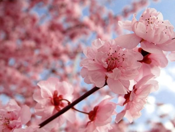 34 Обнимает так нежно нас май