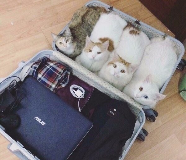 Одна разлука в багаже