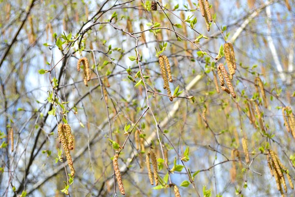 Музыка жизни