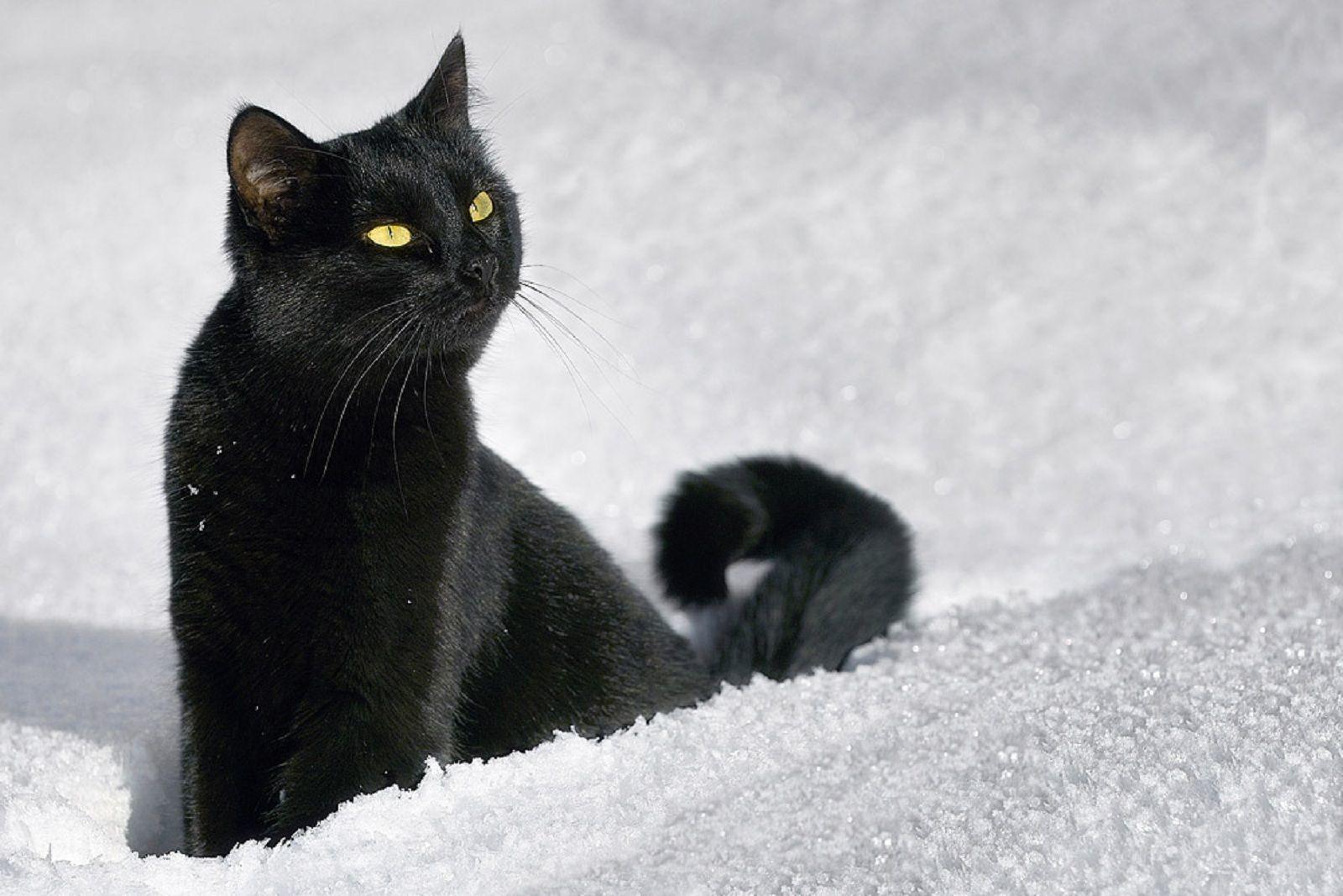 Черная кошка в снегу