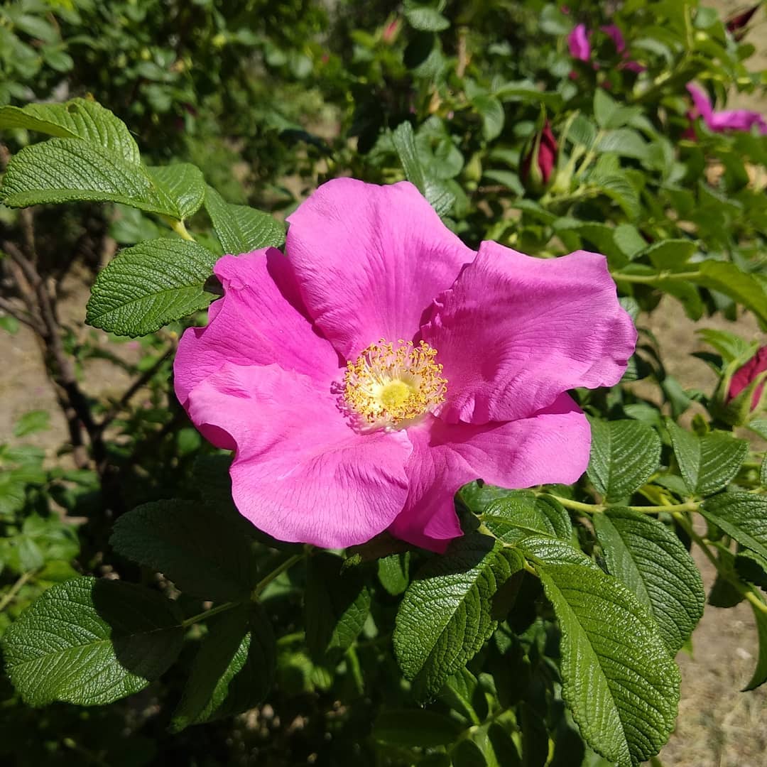 Цветут цветы, они прекрасны!