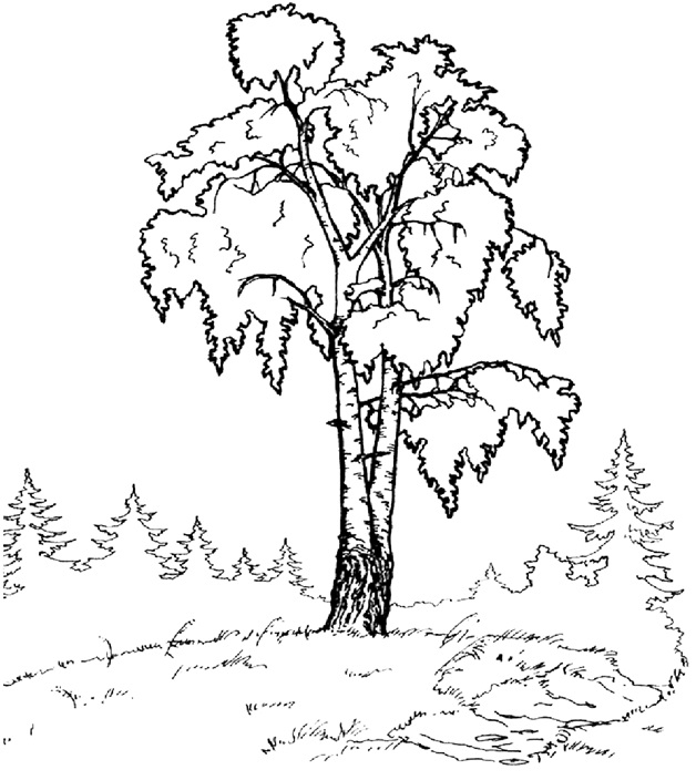 Русская берёза