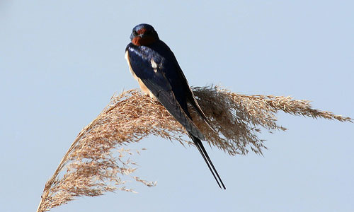Но вернусь я - всё равно!
