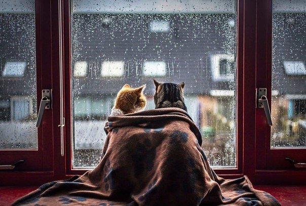 Погода любви