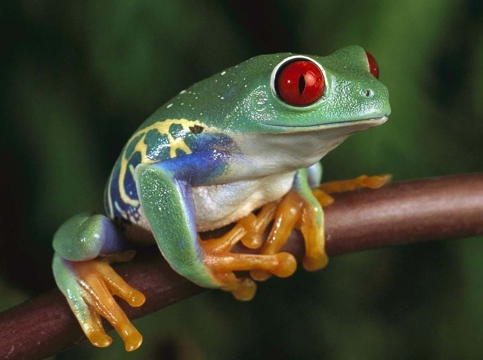 Яркоглазая квакша. Адела Василой