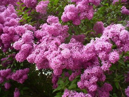 Всё опять в дыму сиреневом...