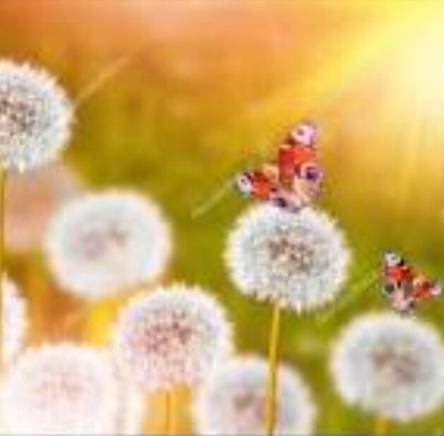 Одуванчики в саду