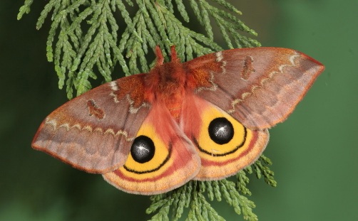 Мотылёк