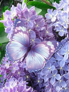 Королева - Kрасоты!