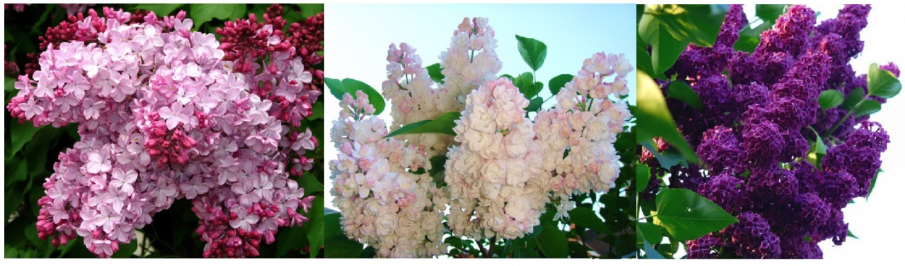 Подарить хочу тебе я сирень...