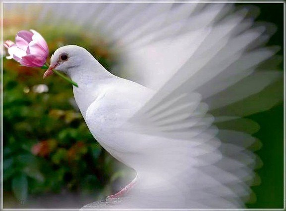 33 Душа должна быть светлой птицей