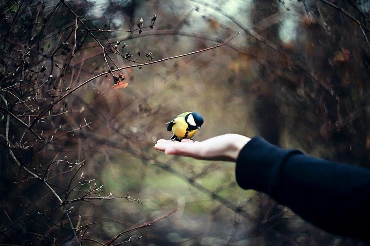 Познание птицы. Птица на руке. Синица в руках. Синичка на руке. Синица на ладони.