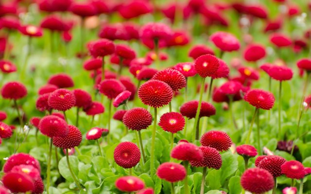 Маргаритки