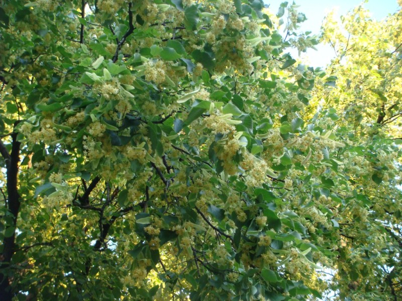 Липа медоносная