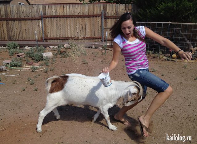 Козлинная обида