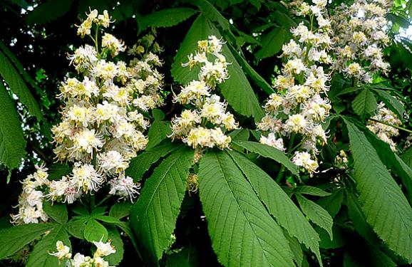 Месяц май бушует