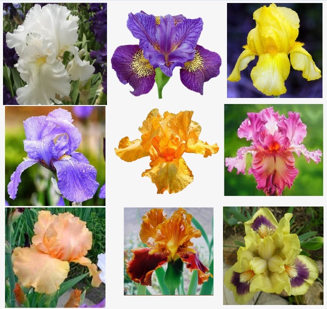 Ирис, твой цветок любимый...