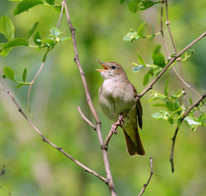 Ранняя весна