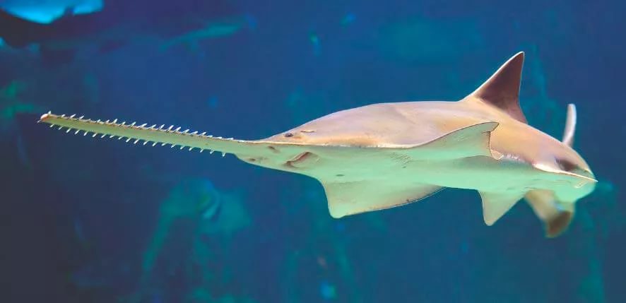 Картинки рыбы пилы