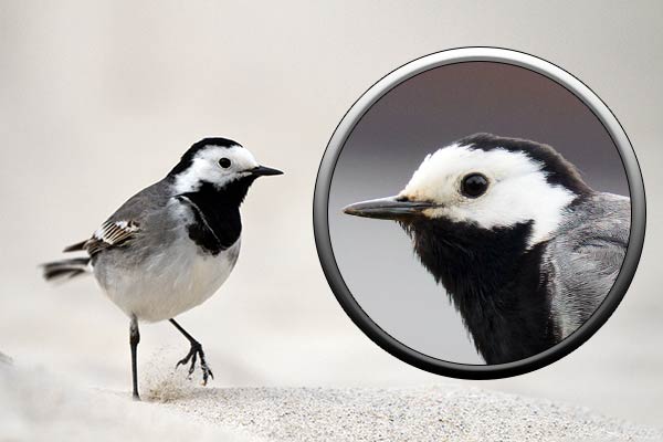 Трясогузка