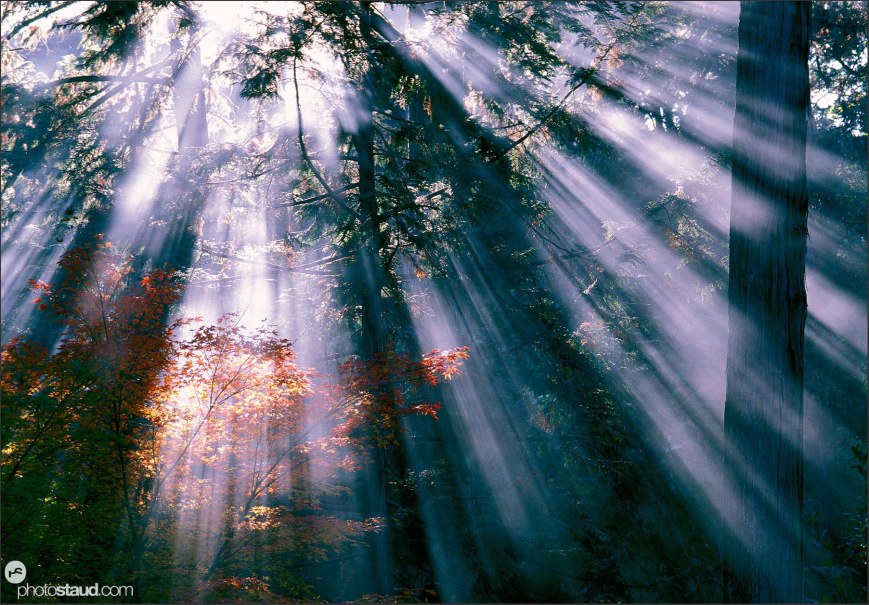 Что со светом приходит. Земля в лучах солнца. Солнечные лучи. Луч солнца пробивается сквозь деревья. Лучи света сквозь деревья.