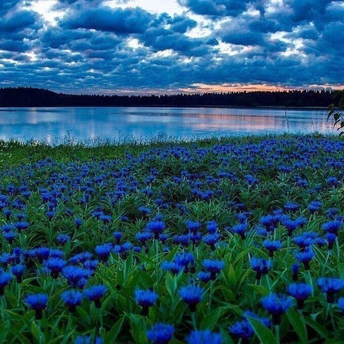 Синеокая сторонка - рай есенинской души!