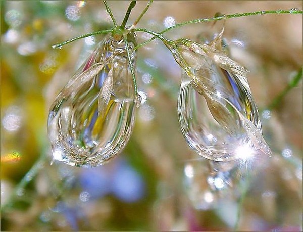 Капелька моей души