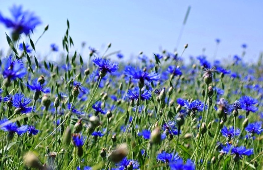 Приснилось