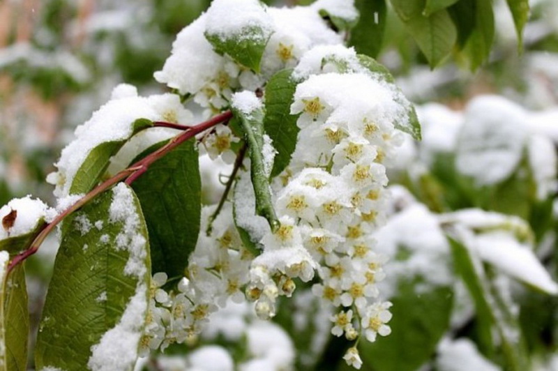 Расцвела черёмуха