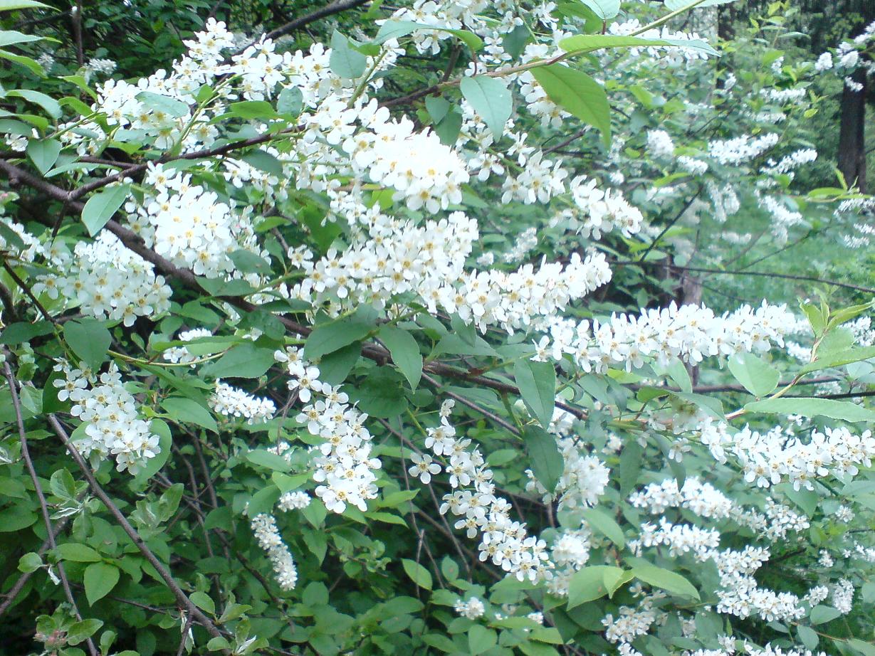 Черёмуха белая. Майский сад сирень черёмуха. Цветение черемухи дерево. Белая черемуха пышно расцвела. Черемуха обыкновенная цветение.