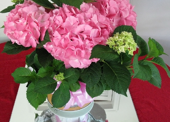 Букет гортензии