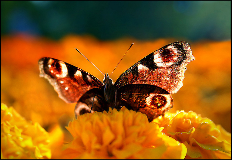 Бабочка (Павел Смирнов 9) / Стихи.ру