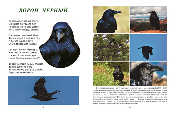 Ворон чёрный