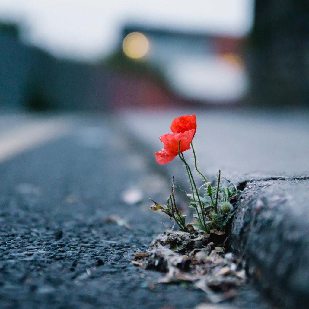 Бог, цветам - за честность, не нашёл -грехов!