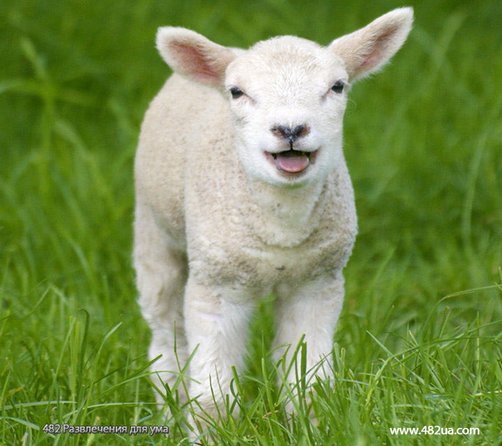 О пацифизме