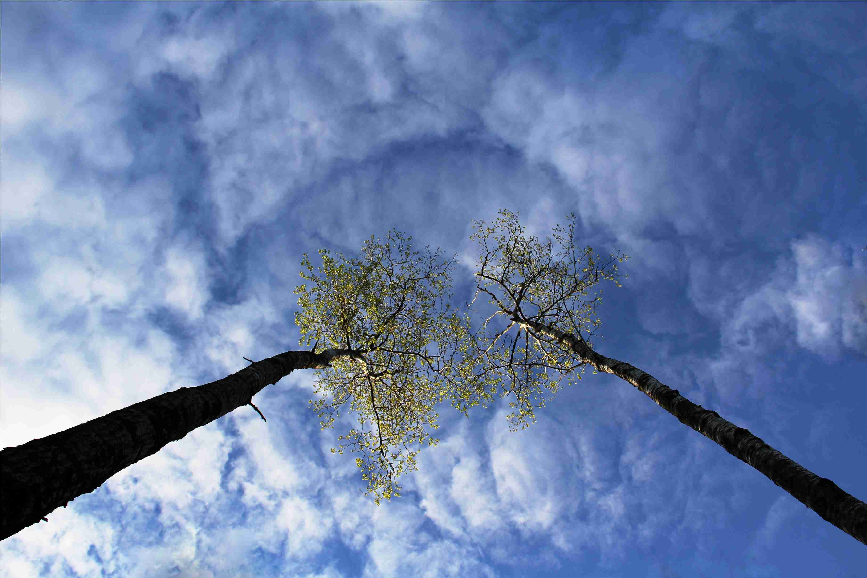 Деревья дают воздух. Кроны деревьев. Кроны деревьев и облака. Небо и деревья. Небо облака деревья.