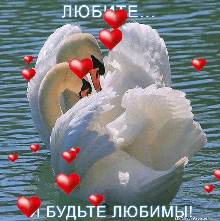 Счастье и верность. Любовь и верность. Лебеди сердечком. Счастья и любви лебеди. С днем влюбленных лебеди.