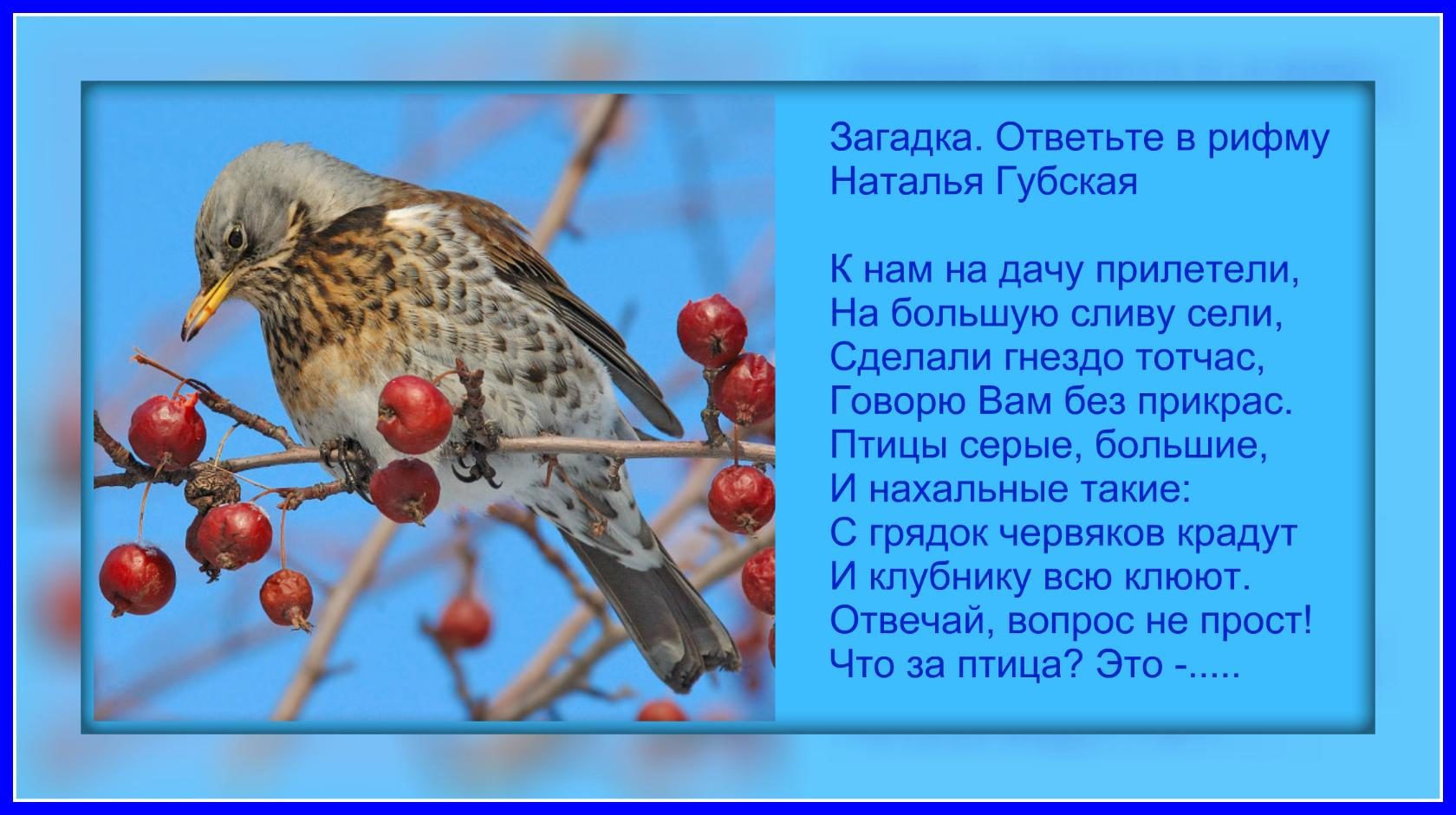 Стихи про птиц для детей короткие. Загадка про дрозда. Загадка про дрозда для детей. Стих про дрозда. Певчий Дрозд загадки.