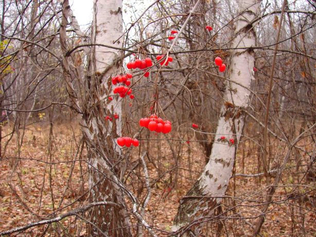 Вознесение