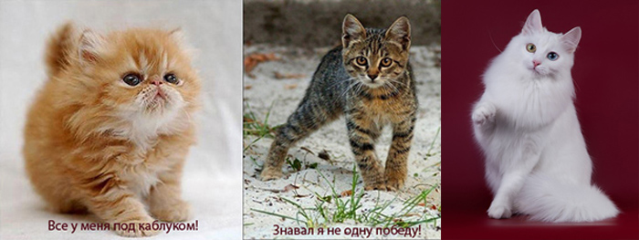 Талантливые кошки. Елена Толстенко