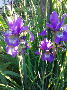 Перуника. Веселинка Стойкович