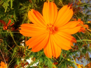 Лету навстречу Веселинка Стойкович