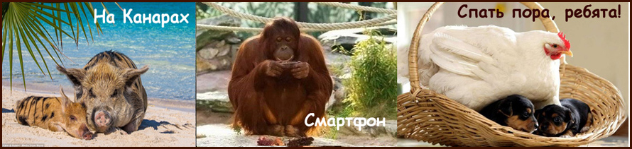 Детские сонеты о зверятах. Марина Чирва